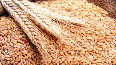 تجار: «بونجي» تسعى لإعادة بيع شحنة من القمح الفرنسي رفضتها مصر