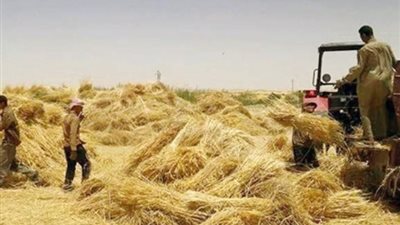 بعد انتهاء موسم القمح.. «التموين» تؤكد توفير احتياجات البلاد من الناتج المحلي.. استيراد ٢٤٠ ألف طن من رومانيا وأوكرانيا.. لجان لفحص القمح الروسي قبل شرائه.. وتطوير الصوامع وفر ١٤ مليار جنيه