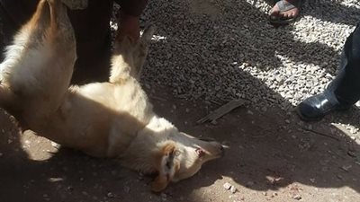 قتل كلب ضال عقر طفلة بالإسماعيلية (صور)