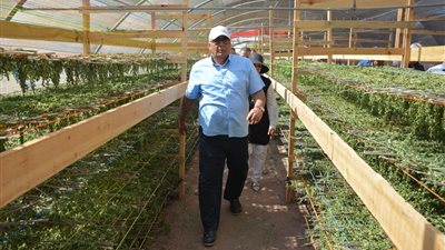 نجاح أول مشروع لزراعة أشجار المورينجا في الوادي الجديد (صور)