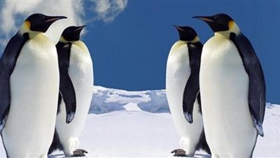 مطار القاهرة يكشف تفاصيل وصول أول شحنة «بطاريق» من اليابان