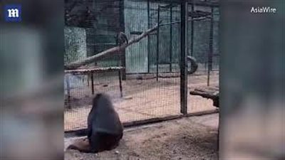 قرد ذكي يكسر زجاج القفص المحبوس به بحجر (فيديو)