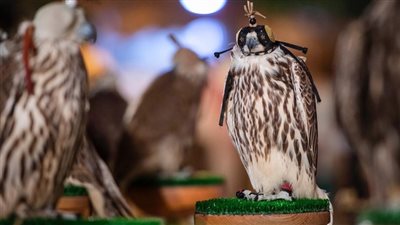 انطلاق مهرجان الملك عبد العزيز للصقور.. 1 ديسمبر