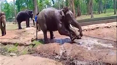 الفيلة تجتاح قرى كينية وتدمر مزارع البطيخ والموز