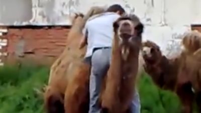 شاب يتعرض لموقف محرج عندما حاول الصعود على ظهر «ناقة» (فيديو)