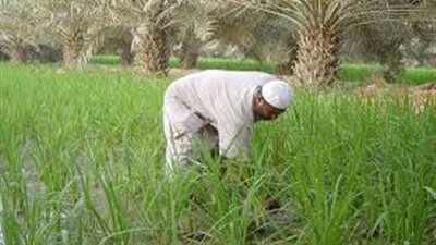 زراعة كفر الشيخ: علاج 191 ألف فدان قمح من الآفات