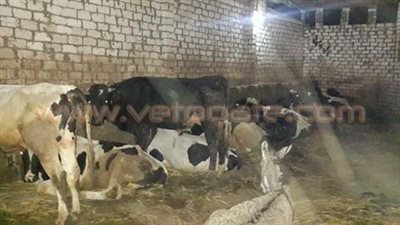 بالفيديو والصور.. الحمى القلاعية تجتاح قرى الفيوم