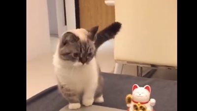 أغرب التصرفات غير المتوقعة للقطط (فيديو)