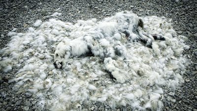 بالصور.. لقطات مروعة لدب قطبي يموت بسبب تغير المناخ