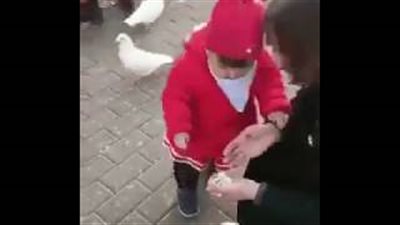 رد فعل صادم لطفلة أخذت حمامة طعامها (فيديو)