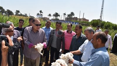 حصاد الذهب الأبيض.. بدء موسم جني القطن في الفيوم (فيديو وصور)