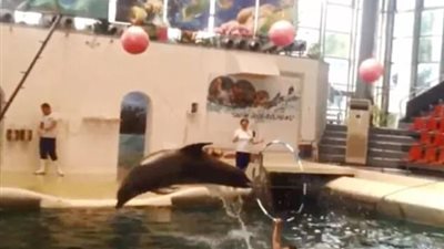 دولفين يموت أمام الجماهير بعد إجباره على تقديم استعراض ترفيهي (صور)