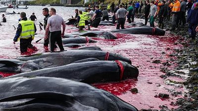 مذبحة لـ 100 حوت على شاطئ جزيرة فارو (صور)