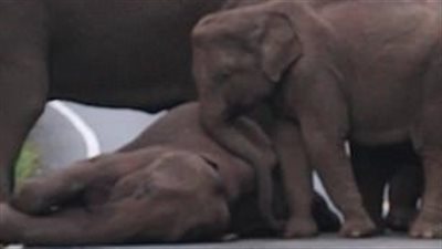 فيل يستخدم الطريق للنوم في دفء الشمس (فيديو وصور )