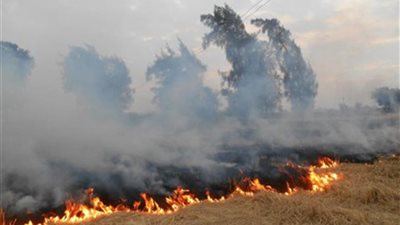 البيئة: إجراءات رادعة ضد المخالفين لمنع حرق قش الأرز