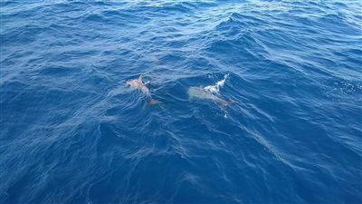 تبحث عن بيت وبيئة آمنة لأبنائها.. دولفين الغردقة على أعتاب ولادة جديدة (صور)