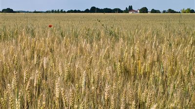 الوادي الجديد ترفع إنتاج القمح لــ 400 ألف طن سنويا