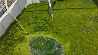 الطحالب.. وسيلة مزارع الأسماك لتقليل الملوثات وخفض النفوق