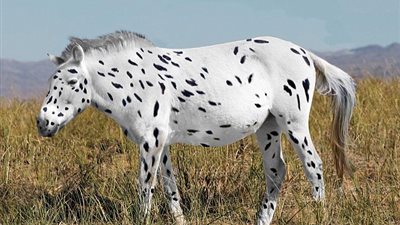 دراسة جديدة تعلن انقراض الخيول البرية نهائيا (صور)