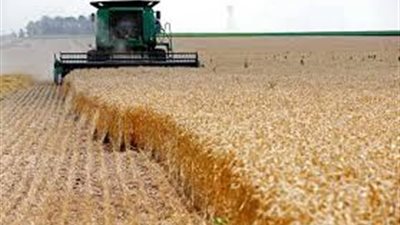 تفاصيل مشروع إماراتي لاستقبال القمح الروسي وتصديره لأفريقيا وآسيا