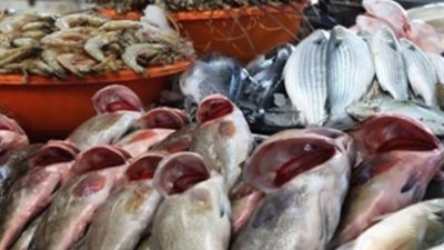 توقعات بتراجع أسعار الأسماك خلال الفترة المقبلة