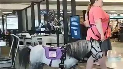 امرأة تصطحب حصانها على متن طائرة أمريكية (فيديو وصور)