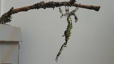 حشرة تتمدد لضعف حجمها (فيديو وصور)