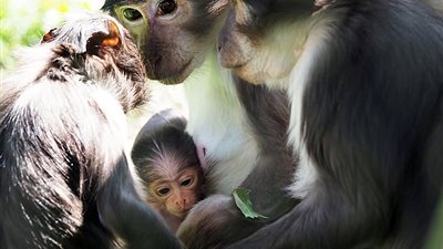 ولادة قرد من نوع مهدد بالانقراض في لندن (صور)