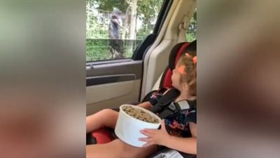 رد فعل طفلة أخذت نعامة طعامها (فيديو)