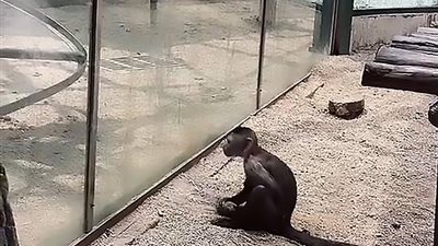 قرد يحطم زجاج قفصه بحديقة حيوان (فيديو وصور)