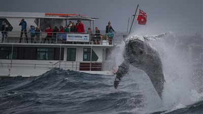 حوت يفاجئ سياحا باختراق المياه طيرانا (فيديو وصور)