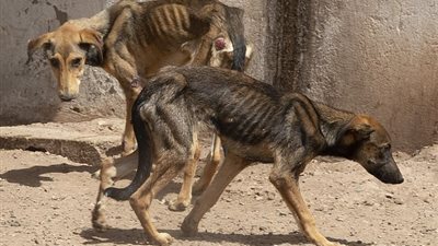 بريطانيون ينقذون كلاب المغرب الضالة (صور)