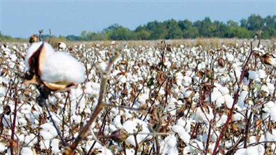 الحكومة تبحث خطة تطوير المحالج لتحقيق قيمة مضافة للقطن المصري