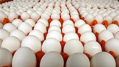 سعر البيض في البورصة اليوم | 9 جنيهات تراجعا في أسعار كرتونة البيض