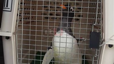 شحنة البطاريق تصل إلى مطار القاهرة