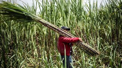 تفاصيل التعاون بين التموين والزراعة لزيادة إنتاج قصب السكر