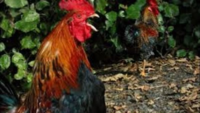 ديك يقتل سيدة في أستراليا كانت تحاول جمع البيض