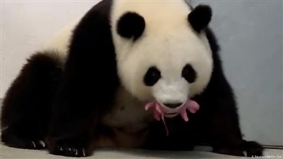 ألمانيا تحتفل بولادة أول صغيرين لباندا من النوع العملاق