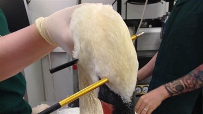 بالصور.. بعد اختراق سهمين لرأسها بجعة تعود لحياتها الطبيعية