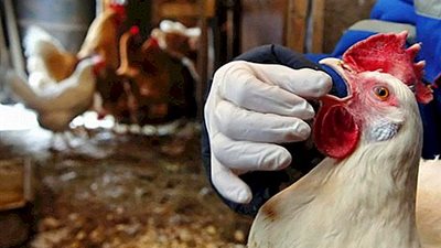 معهد اللقاحات: إنتاج أمصال لمواجهة أمراض الدواجن والماشية