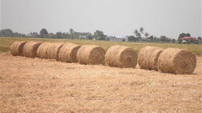 البيئة: انحصار أزمة قش الأرز لهذا السبب