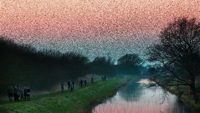 مئات الآلاف من الطيور المهاجرة تغطي سماء بريطانيا (صور)