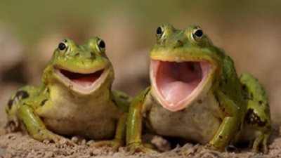 تطبيق «هوية الضفدع» لتحديد نوع وفصيلة الضفادع بأستراليا