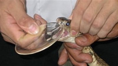 الصحة: توفير احتياجات فلسطين من 