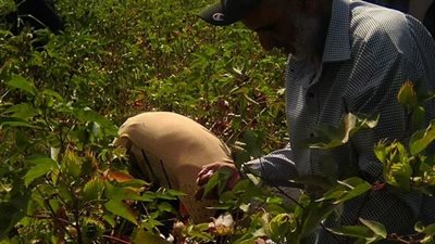 بدء موسم جني القطن بالقنطرة غرب (صور)