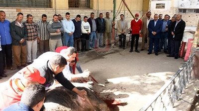 حكاية «عجل» استراحة محافظ الشرقية (صور)