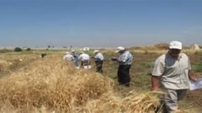 مواطن يشكو من محاضر الري ضد مزارعي الأرز