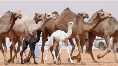 تراجع أعداد الإبل القادمة من السودان إلى أسوان لـ 3100 رأس