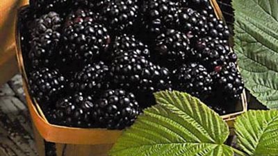 التوت الأسود علاج لمرضى السكر والضعف الجنسي