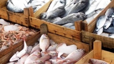 تجار العبور: استقرار أسعار الأسماك الفترة القادمة